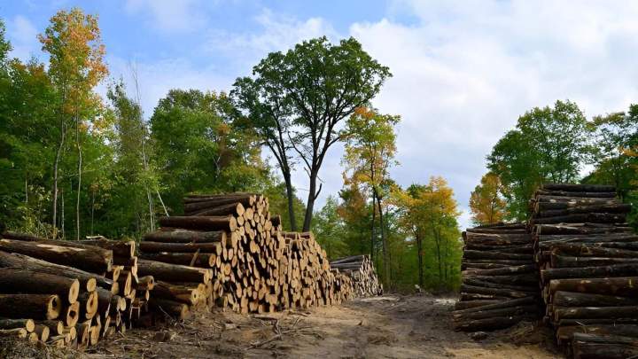 Vente de bois sur pied, Valentigney