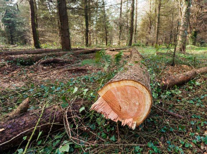 Bois de notre exploitation Villars-lès-Blamont