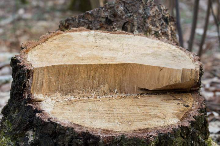 Souche arbre après abattage Villars-lès-Blamont